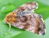 Panemeria tenebrata